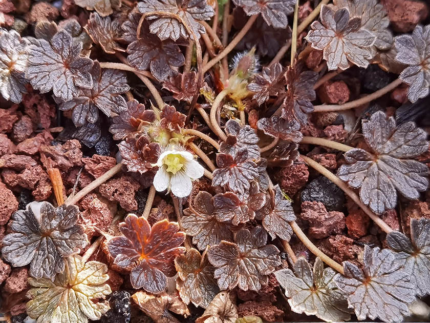 Geranium sessiliflorum